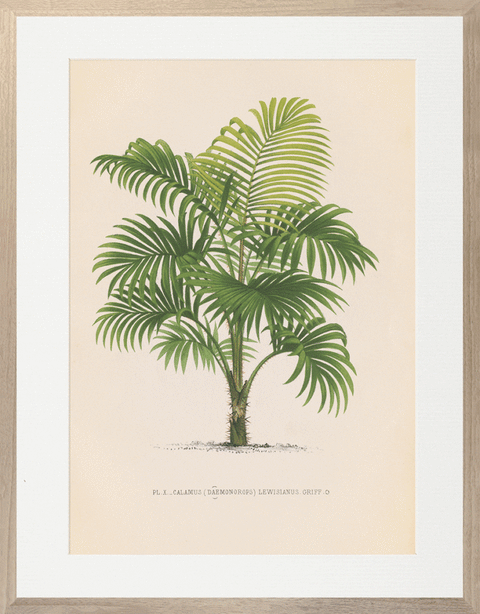 Vintage Palms I