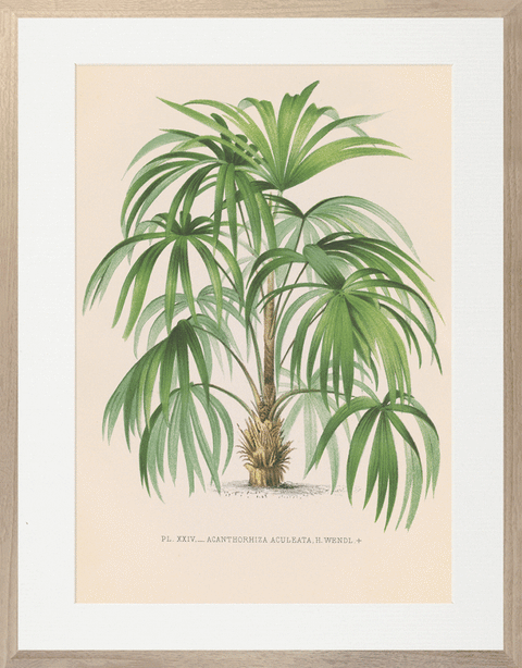 Vintage Palms III