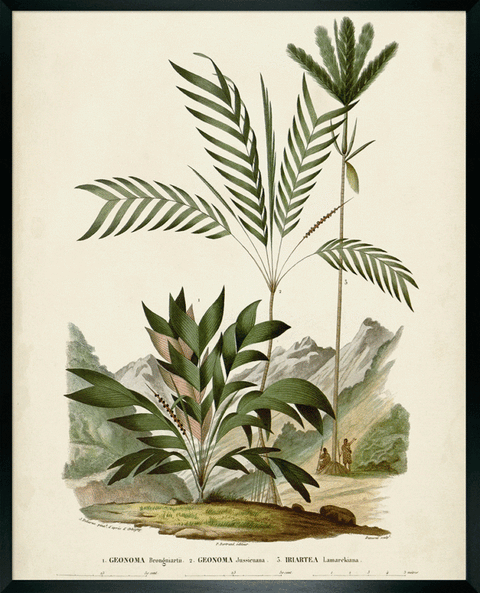 Palm Collection I