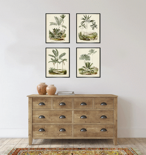 Palm Collection II