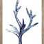 Indigo Seaweed I-II