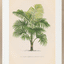 Vintage Palms I