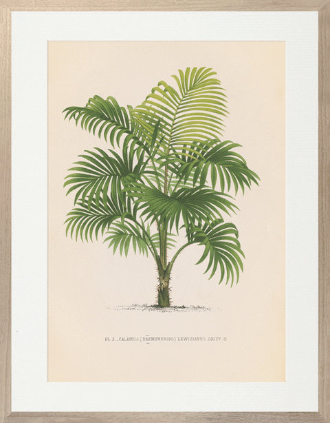 Vintage Palms I