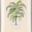 Vintage Palms II
