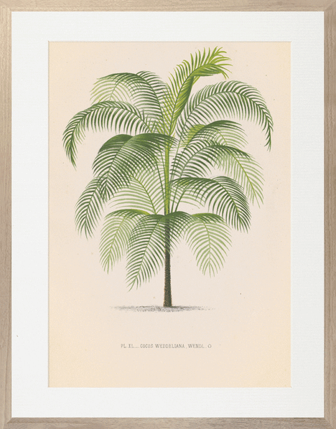 Vintage Palms II