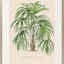Vintage Palms III