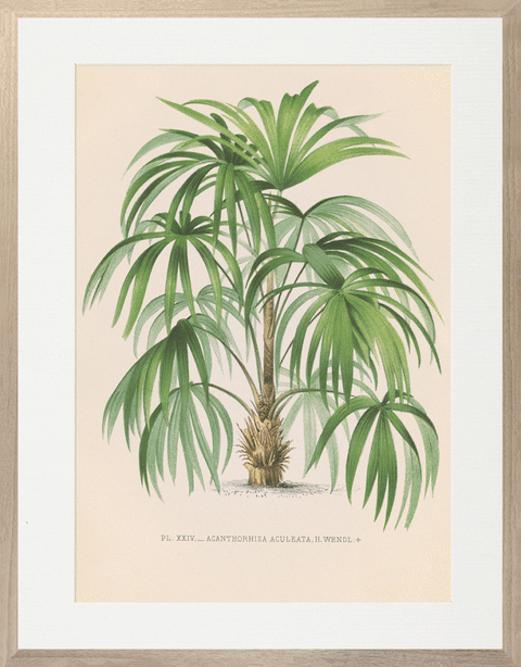 Vintage Palms III