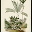 Palm Collection I