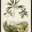 Palm Collection II