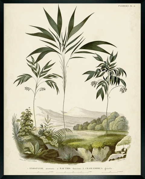 Palm Collection II
