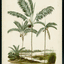 Palm Collection III