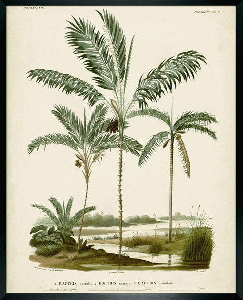 Palm Collection III