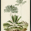 Palm Collection IV