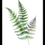Fresh Ferns I