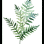 Fresh Ferns II