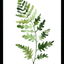 Fresh Ferns III