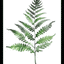 Fresh Ferns IV