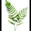 Fresh Ferns V