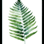 Fresh Ferns VI